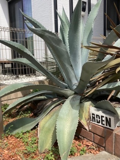 希少　大型　アガベ　シルバーサーファー