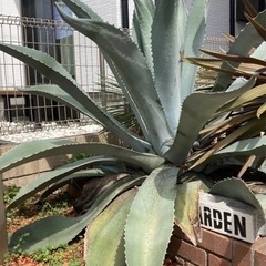 希少 大型 アガベ シルバーサーファー