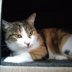 甘えん坊の三毛猫さん