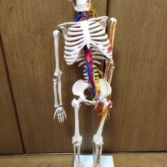 医学玄人の人体模型無料で差し上げます