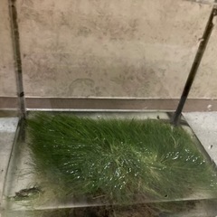ヘアーグラス水中葉の画像