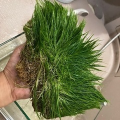 ヘアーグラス水中葉