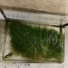 ヘアーグラス水中葉の画像