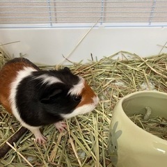 飼主が決まりました。ありがとうございます。