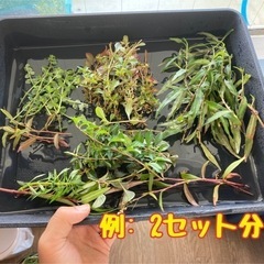 【水草】有茎草たち　パート24の画像