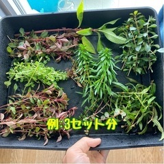 【水草】有茎草たち　パート24の画像