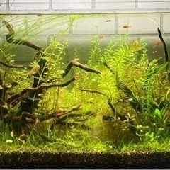 【水草】有茎草たち　パート24の画像