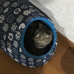 臆病な元気な男の子です。