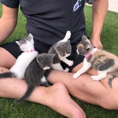 キャットブリーダーのシェアハウスです！　ネコちゃんたちと生活が出...