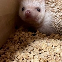 ハリネズミ(シナモン)