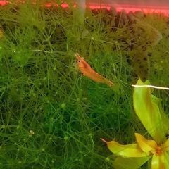【お話し中】6匹全部レッドミナミヌマエビの画像