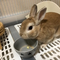 【至急】うさぎの里親を探しています。