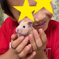キンクマハムスターのメス「はなちゃん」をもらっていただけませんか？