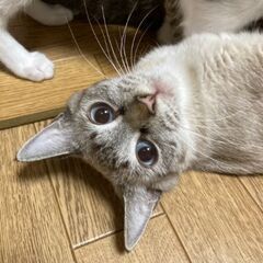 水色の綺麗な瞳＆白ソックスのシャムミックス☆ラビちゃん