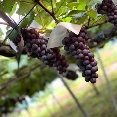 スチューベン 1箱(2キロ)贈答用 引き取り限定価格の画像