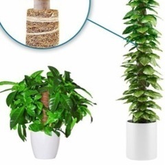 未使用　ココナッツ支柱の画像