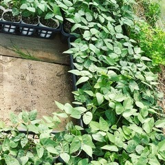 岡山県産　ムクナ豆　120グラムの画像
