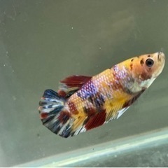 コイベタ　プラカットの画像