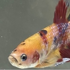 コイベタ　プラカットの画像