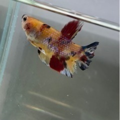 コイベタ　プラカットの画像