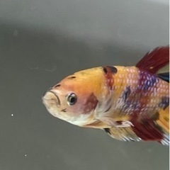 コイベタ　プラカットの画像