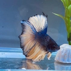 特価　熱帯魚　ベタ　ハーフムーン　取引中の為受付終了の画像