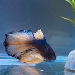 特価　熱帯魚　ベタ　ハーフムーン　取引中の為受付終了の画像