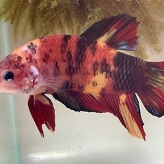 ベタ　コイベタ　プラカットの画像