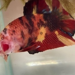 ベタ　コイベタ　プラカットの画像