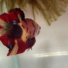 ベタ　コイベタ　プラカットの画像