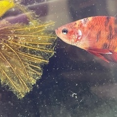 ベタ　コイベタ　プラカットの画像