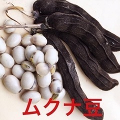 岡山県産　ムクナ豆パウダー100グラムの画像