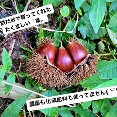 栗 大きくて立派な栗の画像