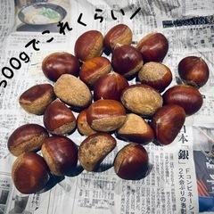 栗 大きくて立派な栗の画像