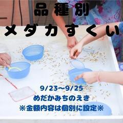 品種別めだかすくい