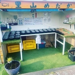 里山めだか無人販売所　9月14日　出店情報