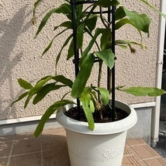 月下美人　希少❣️大鉢蕾付き　