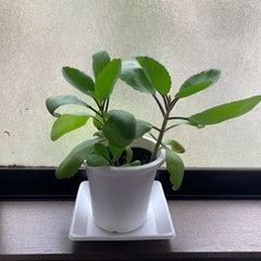 マザーリーフ