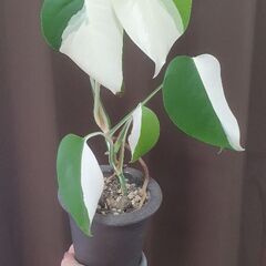 モンステラ 斑入り ハーフムーン