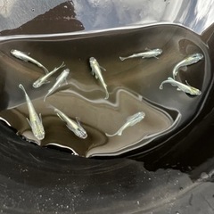 めだか《エメラルドフィン》若魚