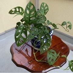 観葉植物　マドカズラ（掲載は2月中旬まで）