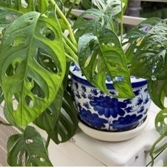 観葉植物　マドカズラ（掲載は2月中旬まで）の画像
