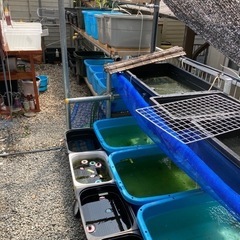 宇治天秤メダカ  本日から販売の画像