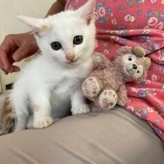 棄てられていた　1ヶ月〜1ヶ月半の白子猫