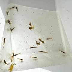 ミナミヌマエビ　画像分　無料