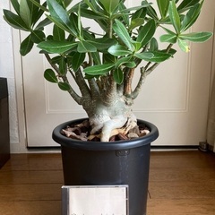 アデニウム(最終値下げ)の画像