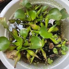 ホテイアオイ差し上げます。の画像