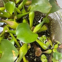 ホテイアオイ差し上げます。の画像