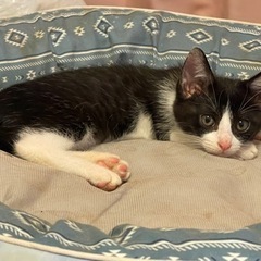 元気な子猫2匹の里親募集