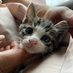 元気な子猫2匹の里親募集 - 足立区